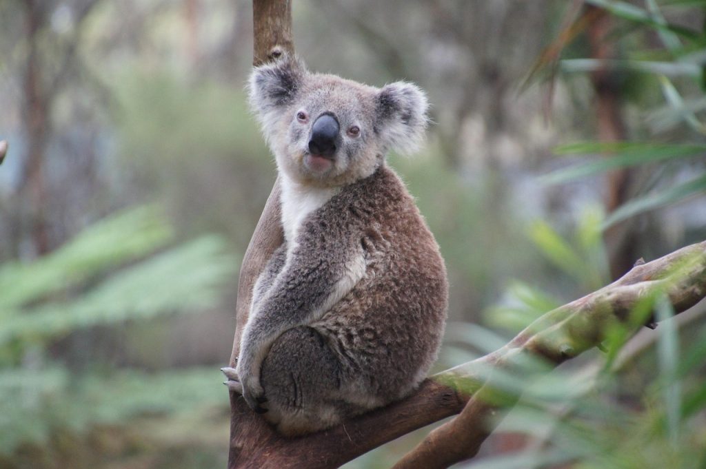 koala, nature, australia, koala bear, lazy, relax, animal, natural reserve, philip island, cozy, cute, ashen koala