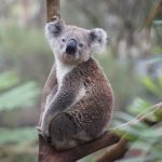 koala, nature, australia, koala bear, lazy, relax, animal, natural reserve, philip island, cozy, cute, ashen koala