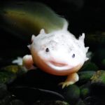 Charming axolotl smiling underwater, showcasing its unique features in a natural setting.