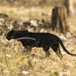 Black panther gracefully wandering the dry grasslands of Hunsur, India.